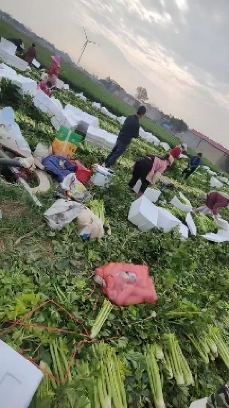 精品西芹大中小颗大量有货