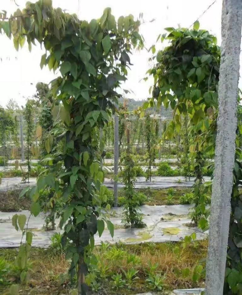 无籽八月瓜苗推广中国八月瓜合作社送苗种植签约包回收