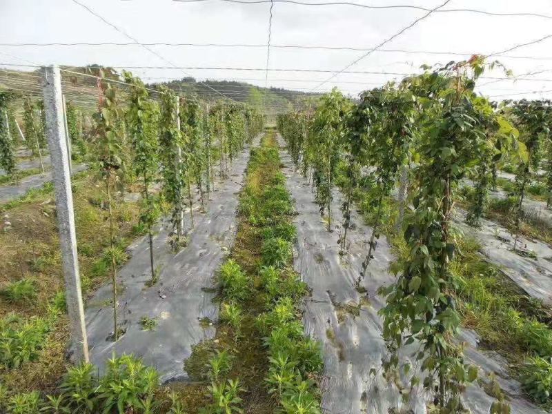 无籽八月瓜苗推广中国八月瓜合作社送苗种植签约包回收