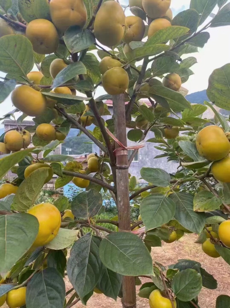 供应优质太秋甜柿苗