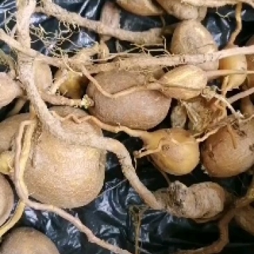 云南原生金果榄，金线吊葫芦，地苦胆，名贵中药材