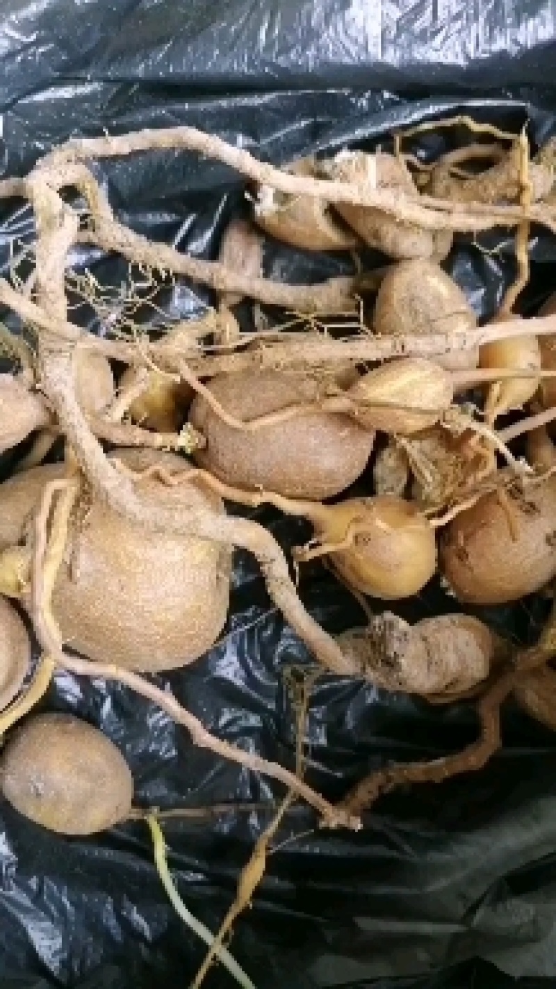 云南原生金果榄，金线吊葫芦，地苦胆，名贵中药材