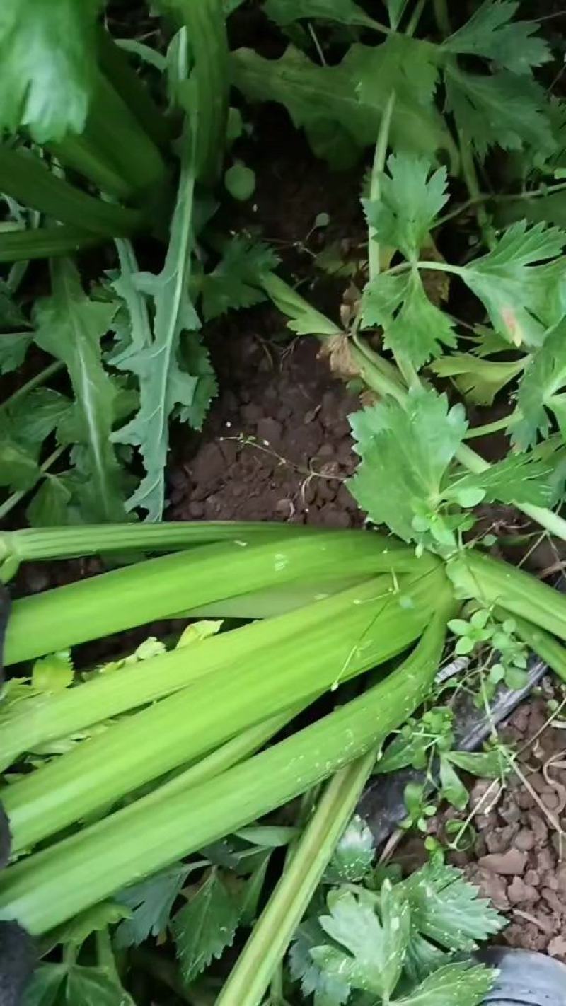 精品西芹，又大又绿，大量上市，大，中，小颗，