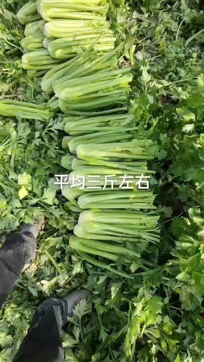 精品西芹，又大又绿，大量上市，大，中，小颗，