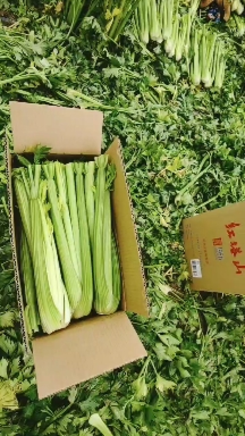 精品西芹，又大又绿，大量上市，大，中，小颗，