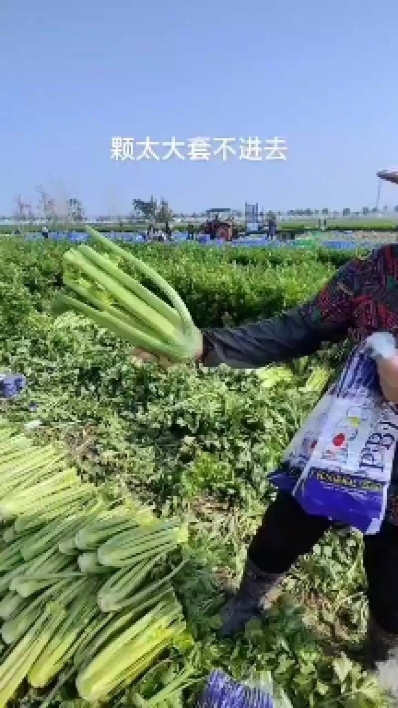 精品西芹，又大又绿，大量上市，大，中，小颗，