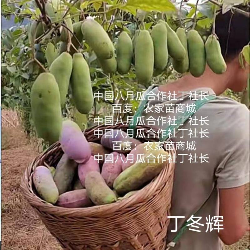 无籽八月瓜苗推广送苗种植签合同包回收