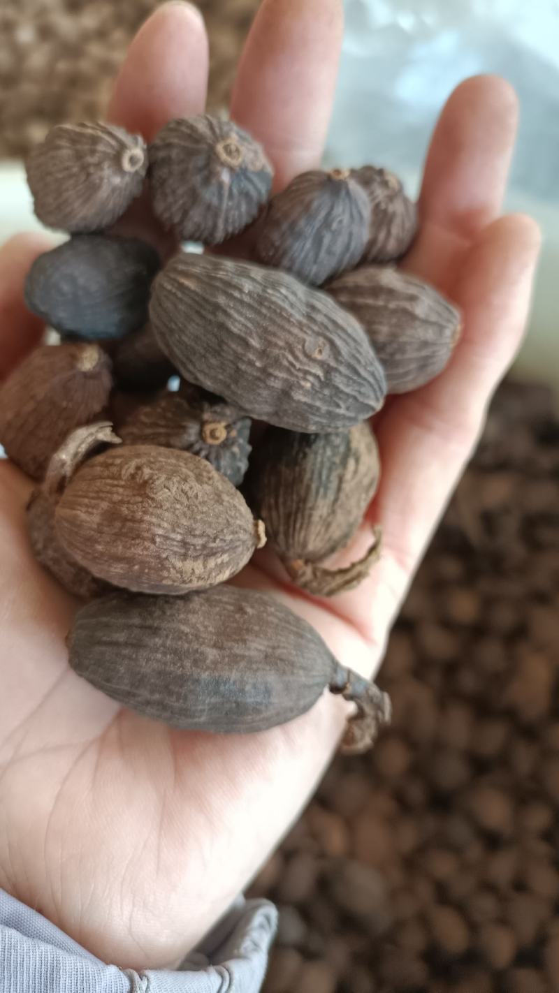 草果，云南新货草果，烘干，无硫，货源充足，全国发货