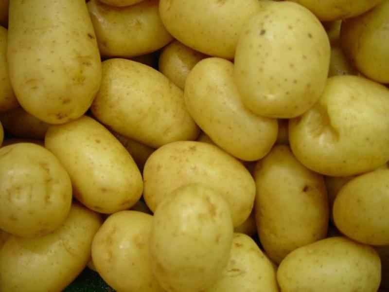 土豆大量上市了品质保障诚信第一价格实惠欢迎选购