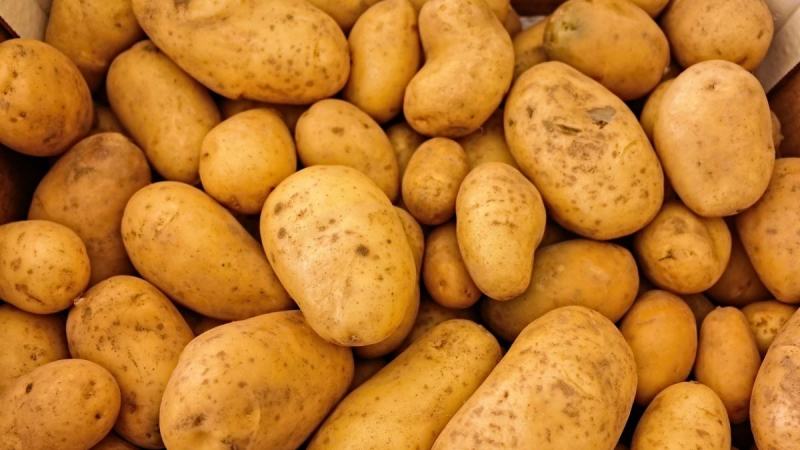 土豆大量上市了品质保障诚信第一价格实惠欢迎选购