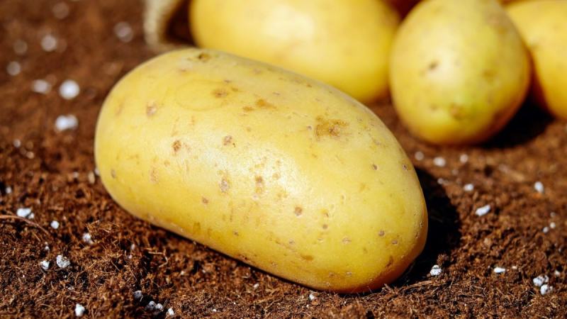 土豆大量上市了品质保障诚信第一价格实惠欢迎选购