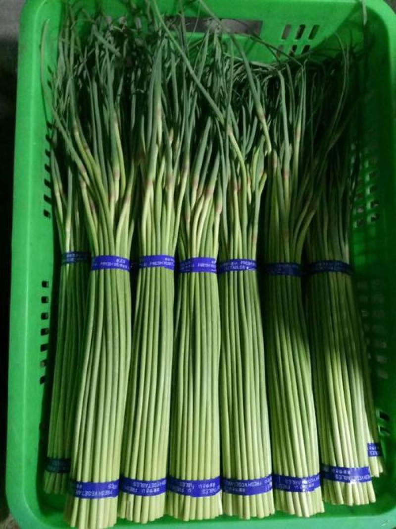 蒜薹大量有货，质量好，价格合适！新蒜苔，大量上市！