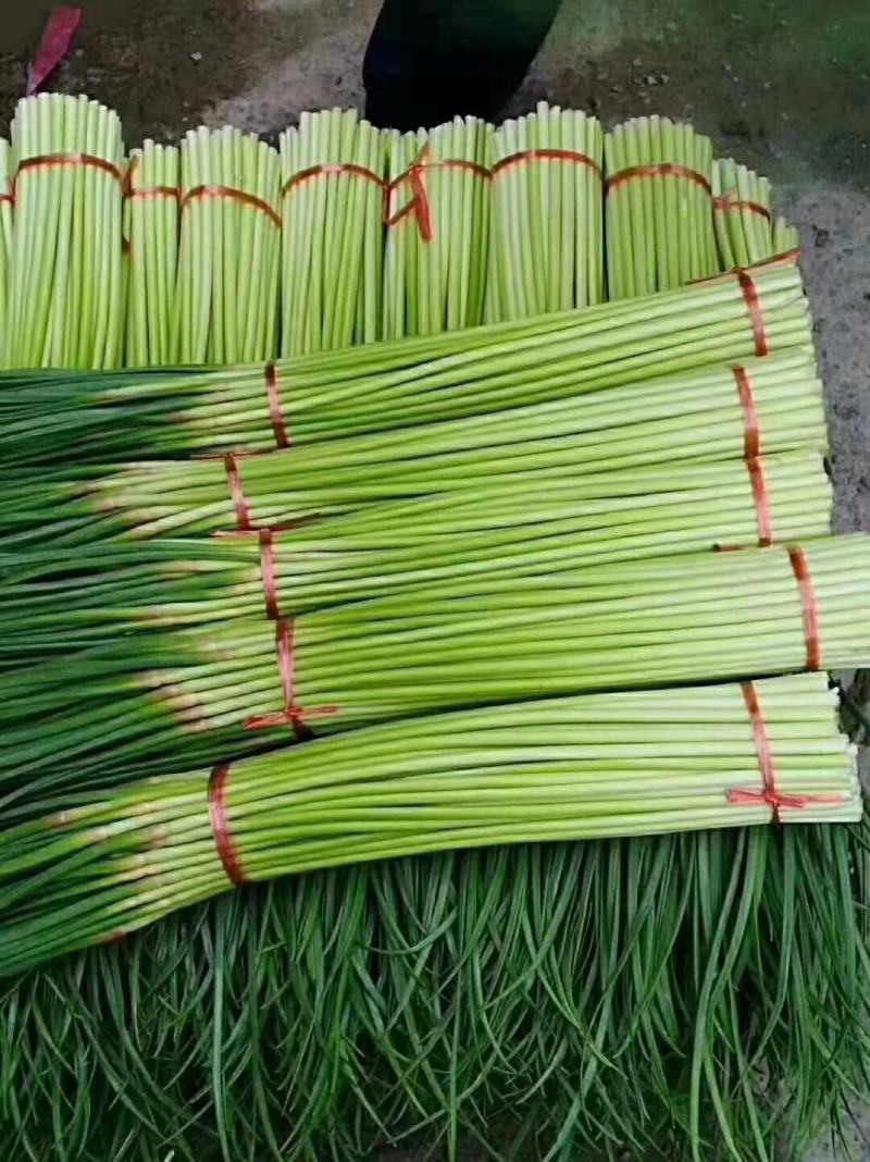蒜薹大量有货，质量好，价格合适！新蒜苔，大量上市！