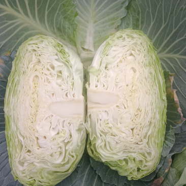 莲花白