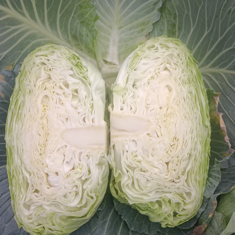 莲花白