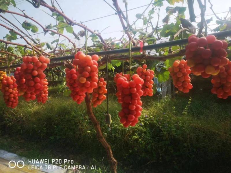 妮娜皇后颗粒大，颜色漂亮，串型好，口感香甜，后味浓浓酒香