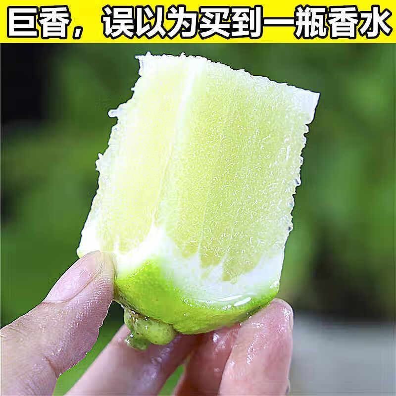 精品广香水柠檬大量供应浓郁清香量大从优