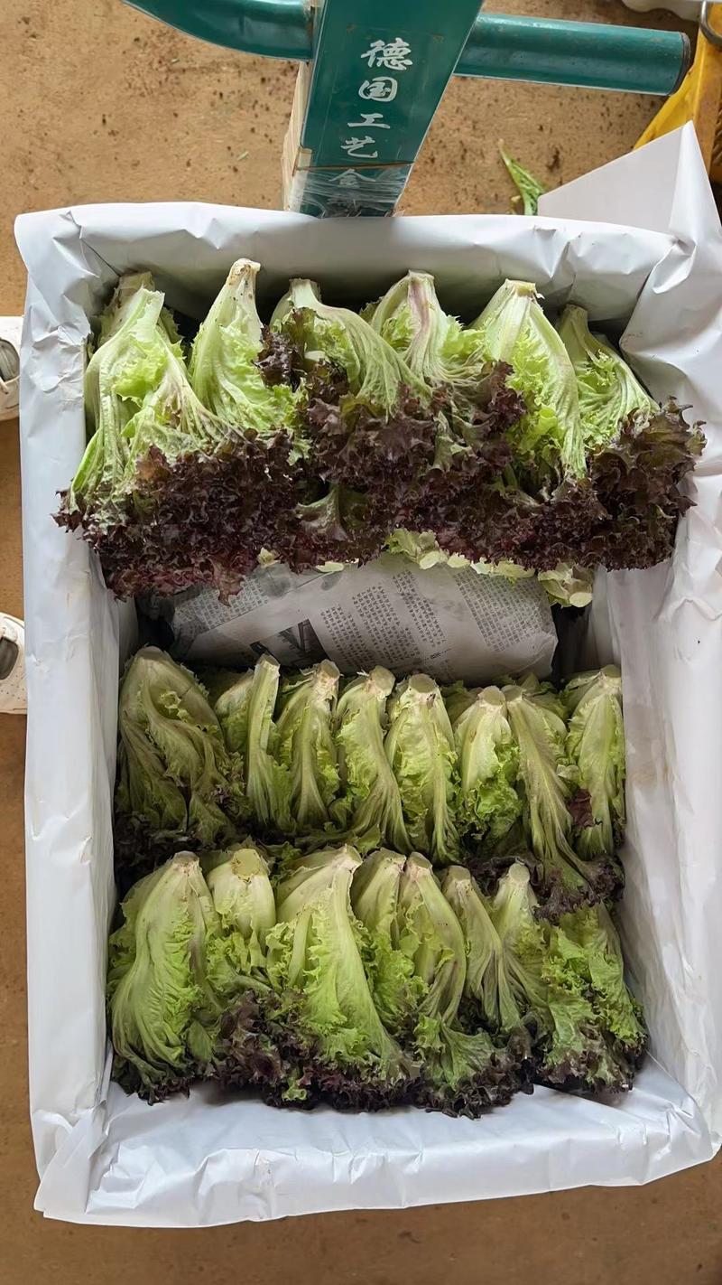 精品推荐【红珊瑚生菜】红叶生菜全国发货质量保证欢迎咨询