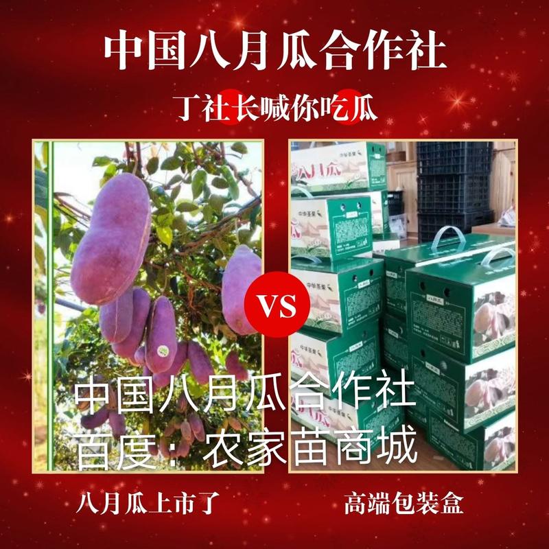 中国八月瓜合作社无籽八月瓜苗推广送苗种植签合同包回收