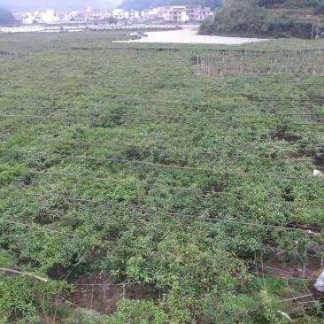 中国八月瓜合作社无籽八月瓜苗推广送苗种植签合同包回收