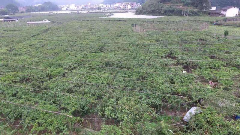 中国八月瓜合作社无籽八月瓜苗推广送苗种植签合同包回收