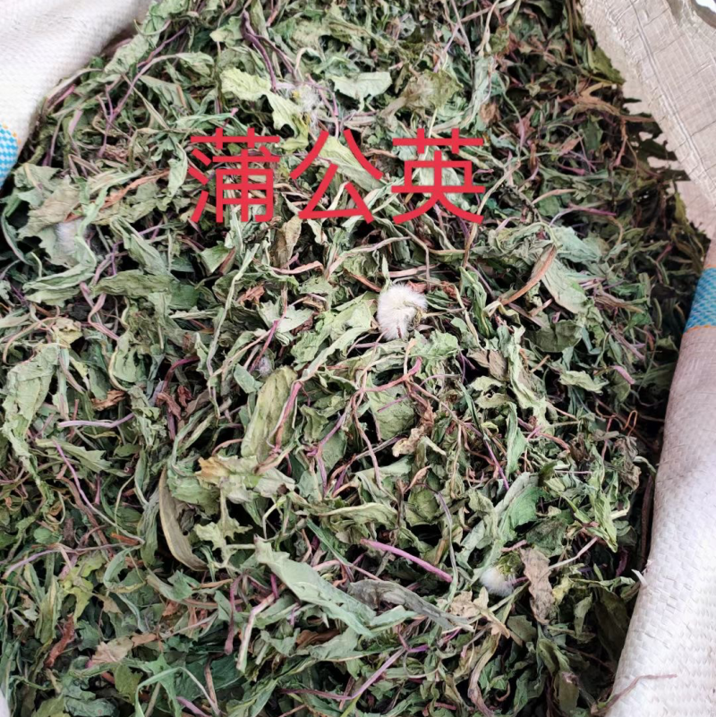 蒲公英