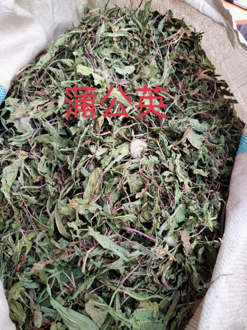 蒲公英