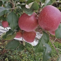 精品糖心丑苹果生在高海拔价格优品质可视频看货欢迎咨询