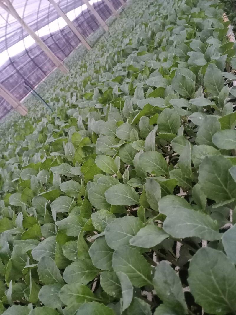 云南优先花菜苗，云南嘉苗农业科技有限公司，欢迎询问与采购