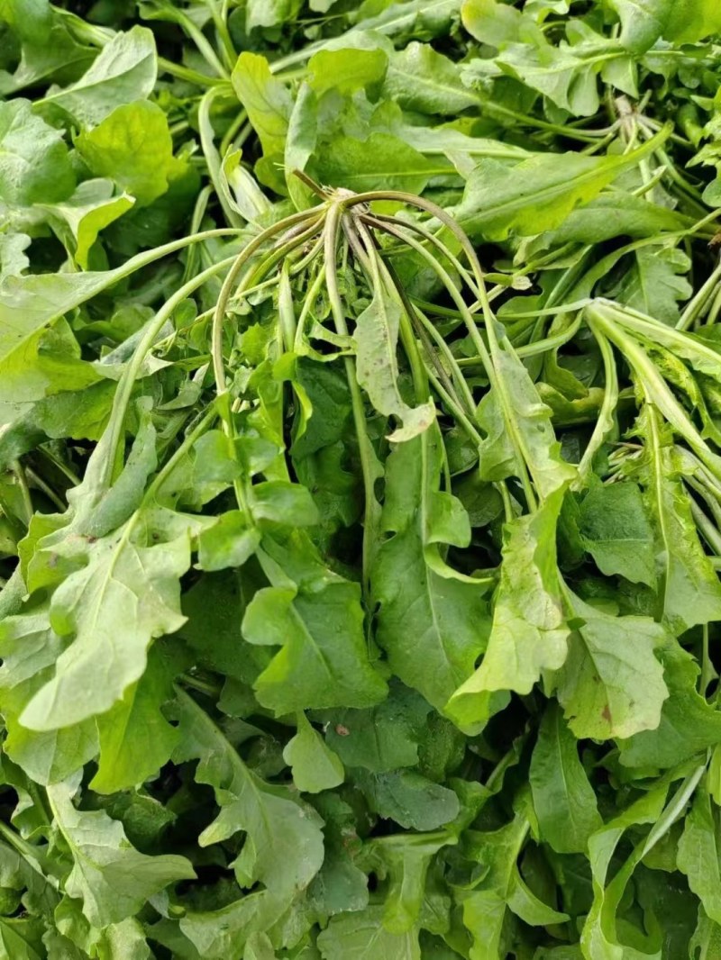 荠菜！现挖现发！专业团队挖菜！支持电商平台！团购！市场