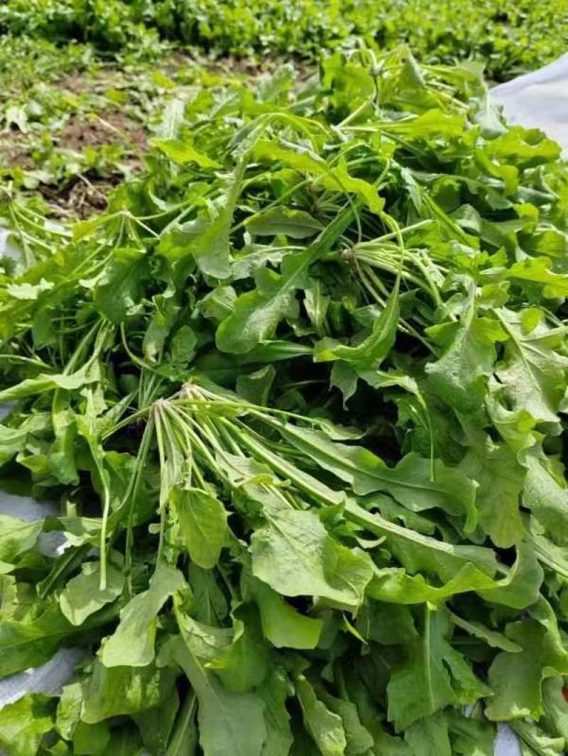 荠菜！现挖现发！专业团队挖菜！支持电商平台！团购！市场