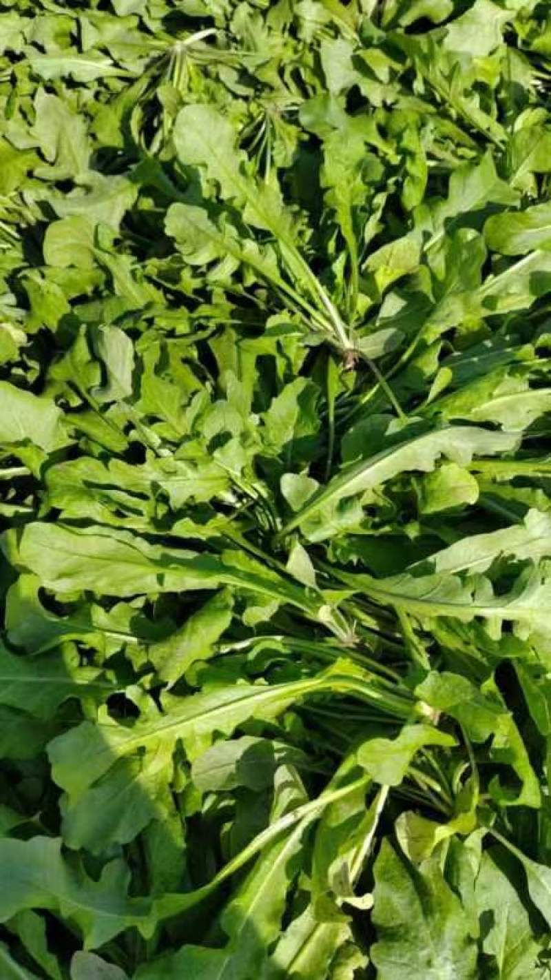 荠菜！现挖现发！专业团队挖菜！支持电商平台！团购！市场