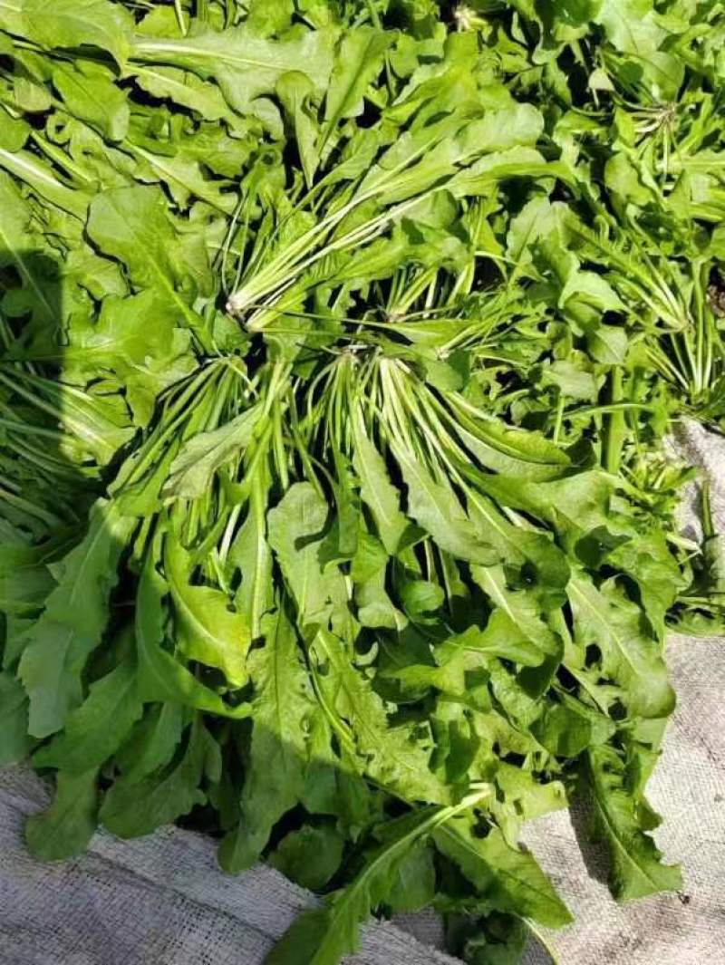 荠菜！现挖现发！专业团队挖菜！支持电商平台！团购！市场