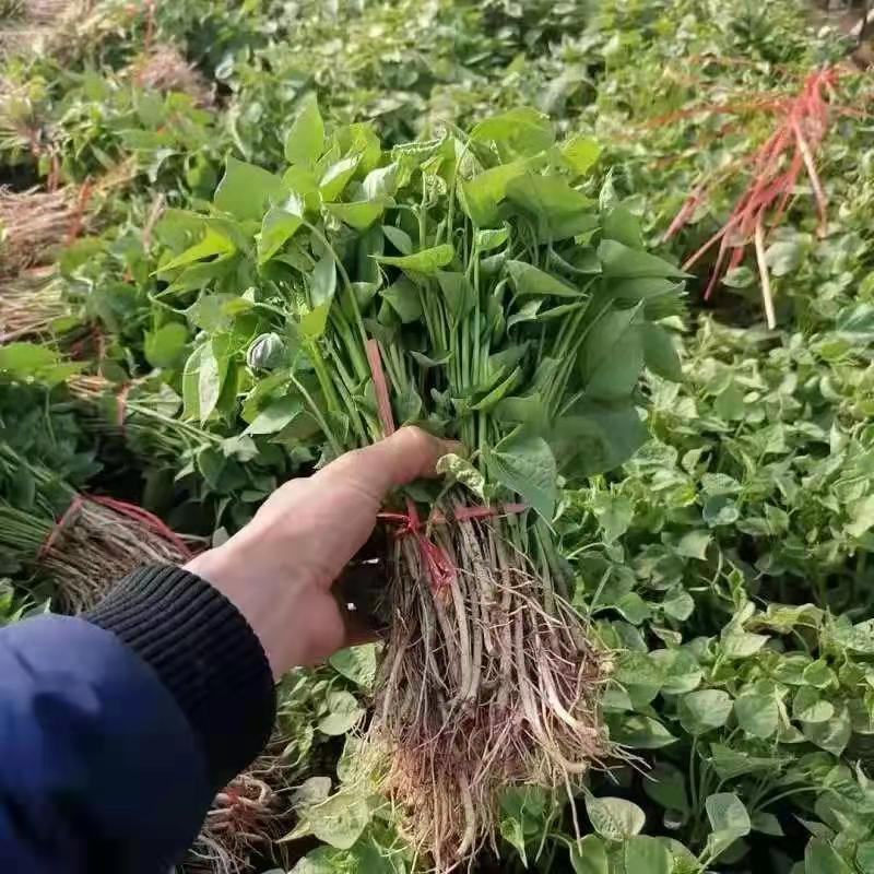 红薯苗西瓜红产地直供一手货源价格优惠品质保证全国发货