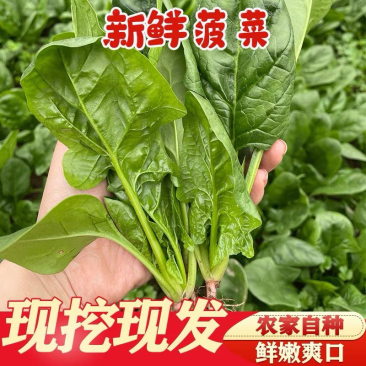 山东曹县菠菜大量现货，可实地看货，价格优惠，欢迎采购