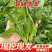 山东曹县菠菜大量现货，可实地看货，价格优惠，欢迎采购