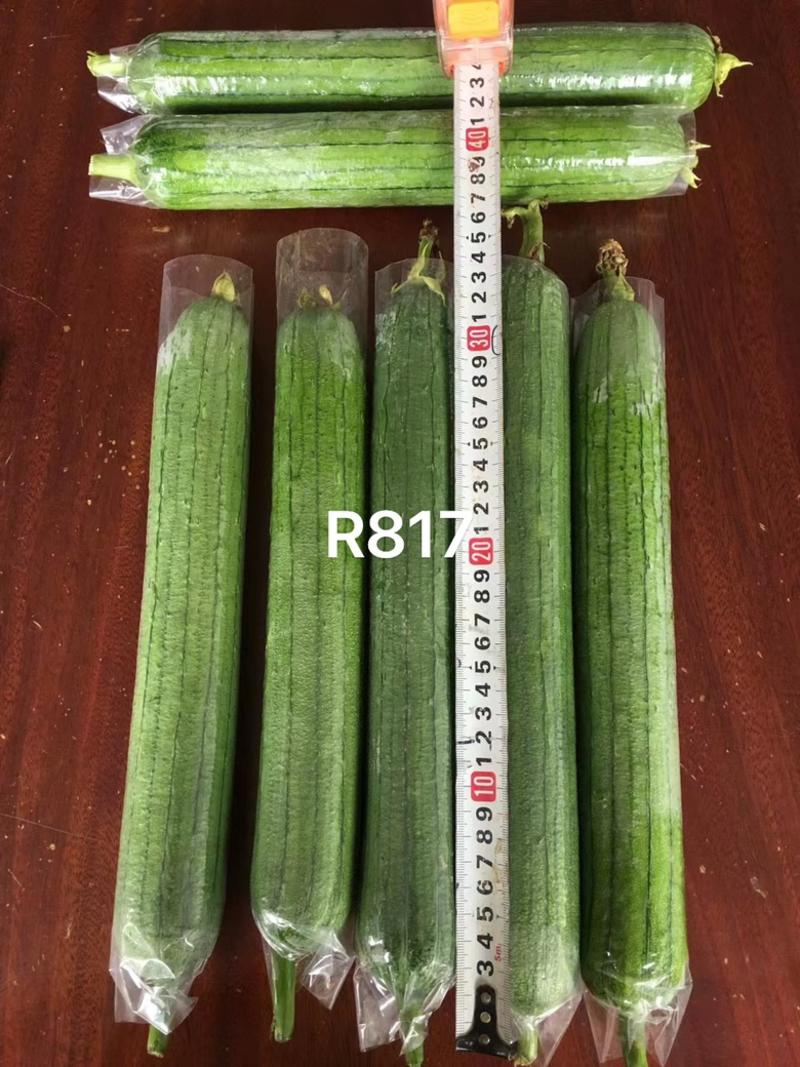 【R817】丝瓜种子、果皮翠绿油亮、产瓜率高、抗性强、