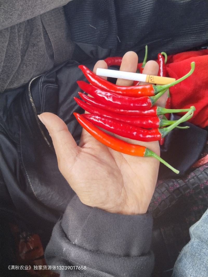 小米椒