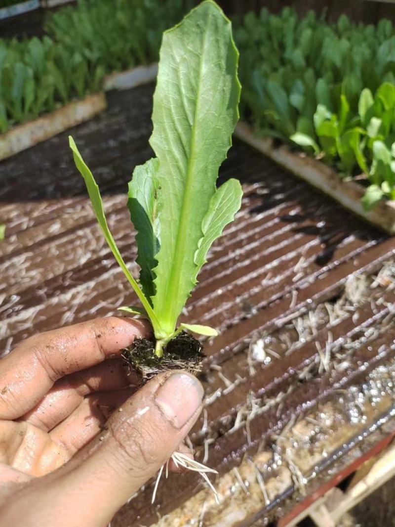 蔬菜苗