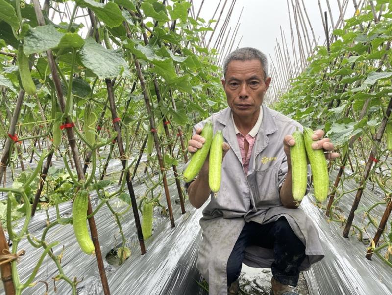 【闪光】黄瓜种子、全雌性、耐低温、耐高温、口感清脆无苦味