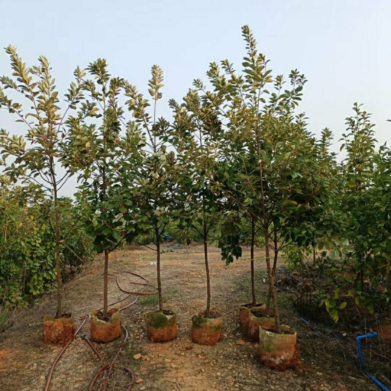 2310苗圃供应红花荷2-5cm袋苗林木树苗