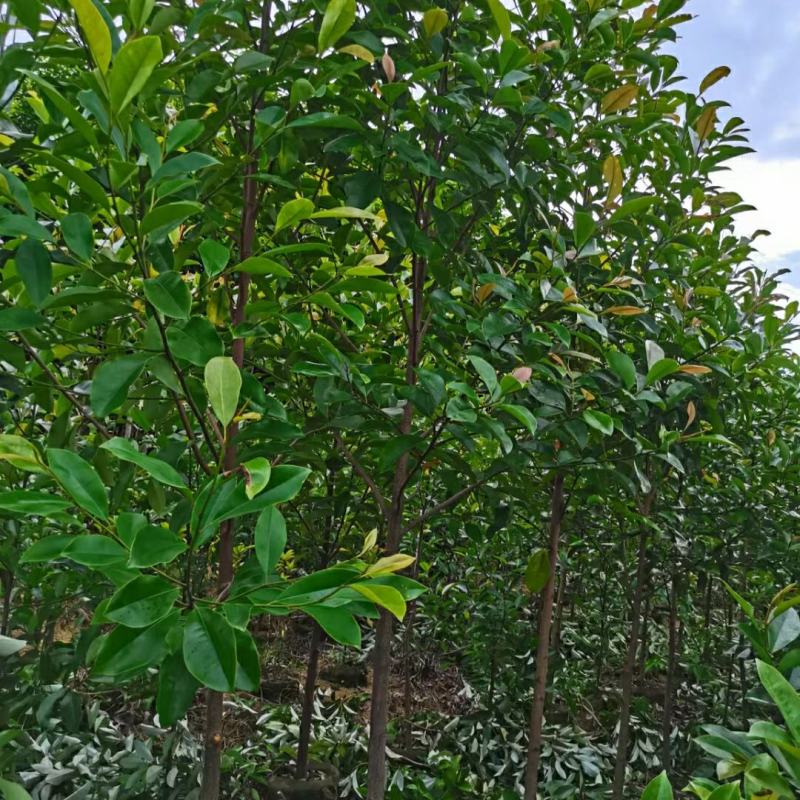 2310苗圃供应红花荷2-5cm袋苗林木树苗