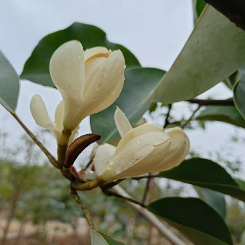 2310苗圃供应红花荷2-5cm袋苗林木树苗