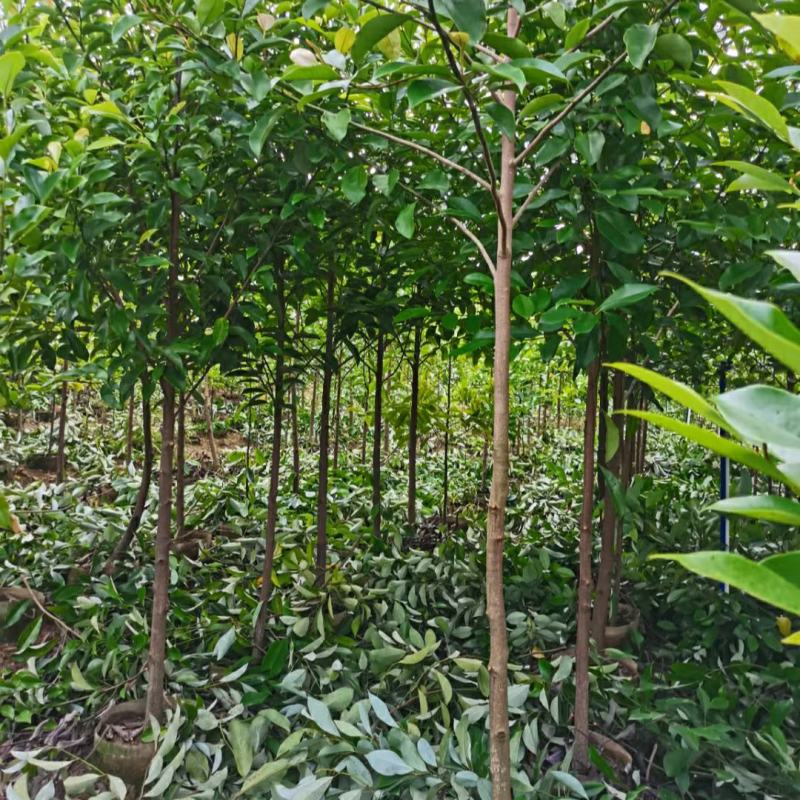 2310苗圃供应红花荷2-5cm袋苗林木树苗