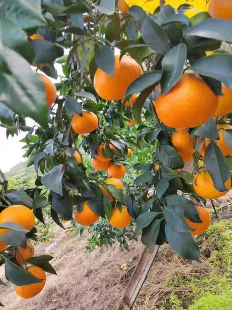 爱媛果冻橙产地一手货源全国代办代发大量供应