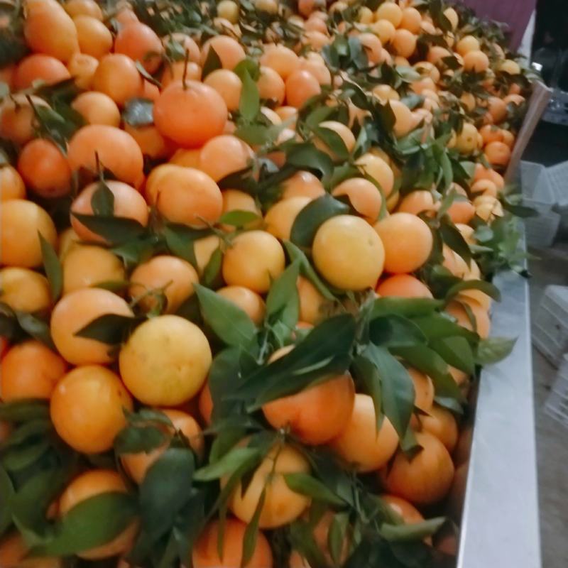 爱媛果冻橙产地一手货源全国代办代发大量供应