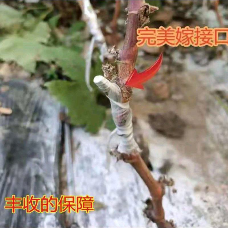 【新品种】葡萄树苗阳光玫瑰，无核甜蜜蓝宝石妮娜皇后包成活