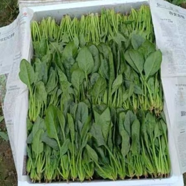 菠菜20-25公分原产地质量保证正常代发