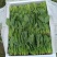 菠菜20-25公分原产地质量保证正常代发