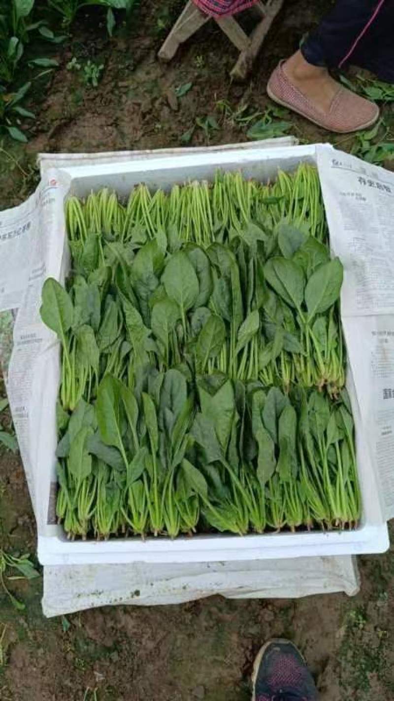 菠菜20-25公分原产地质量保证正常代发